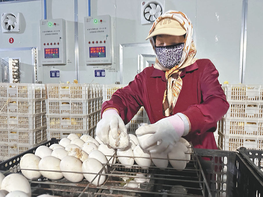 ◆湯原縣的種鵝廠內，工人忙碌作業。 香港文匯報記者于海江  攝