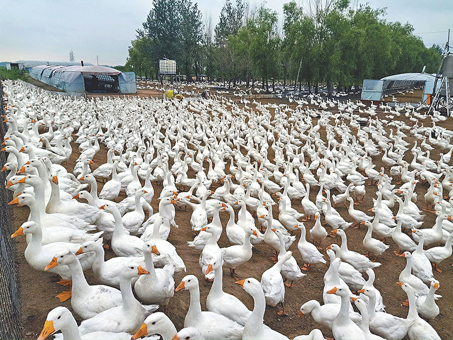 ◆近年來，黑龍江省養鵝農戶逐漸增加，為鵝產業興起奠定基礎。香港 文匯報記者于海江  攝