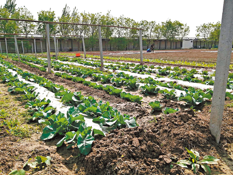 ◆天真園的有機蔬菜很是健康。