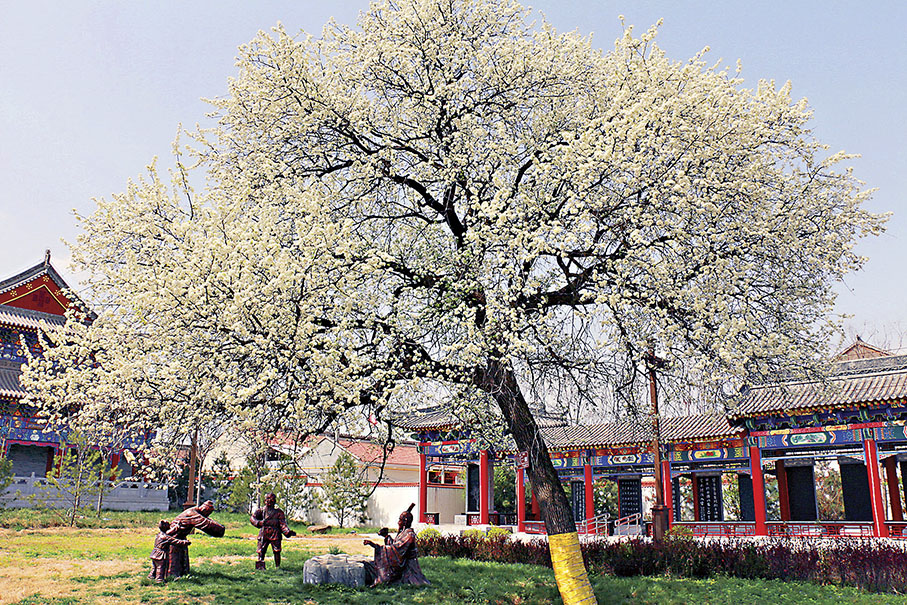 ◆ 每年三四月間，召亭村甘棠樹繁花盛開，花瓣潔白無瑕。