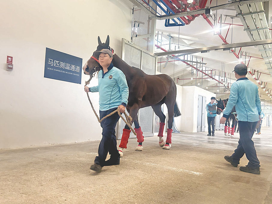 ◆賽馬在進入馬房前接受智能設備的「無感」測溫。