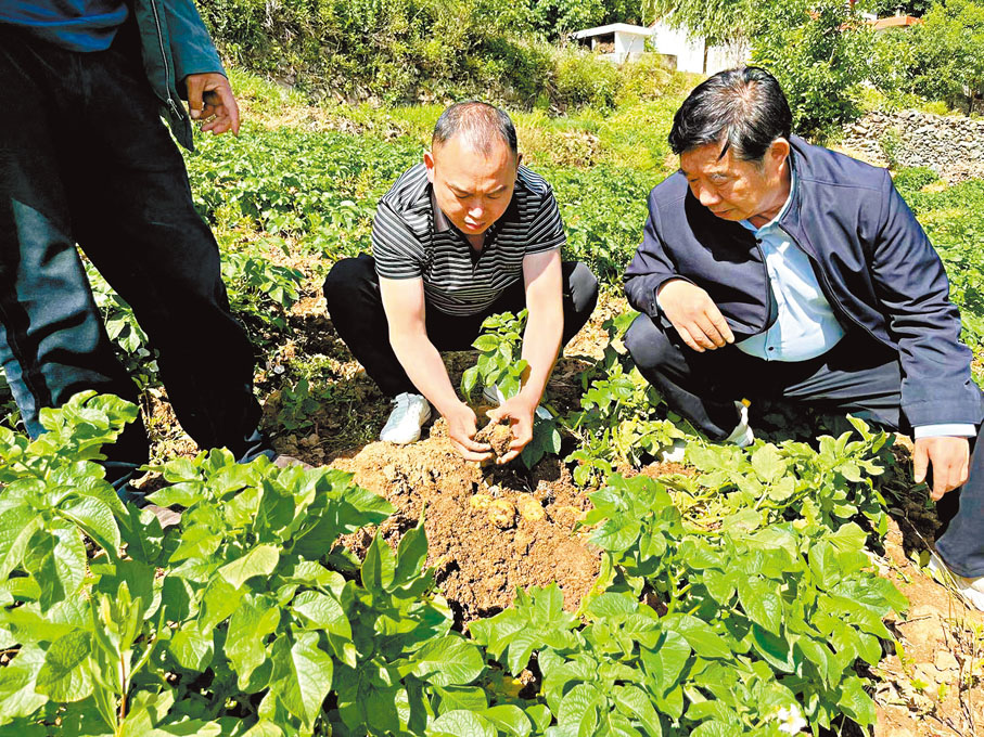 ◆陝港兩地人員在田間查看土豆生長情況。香港文匯報陝西傳真