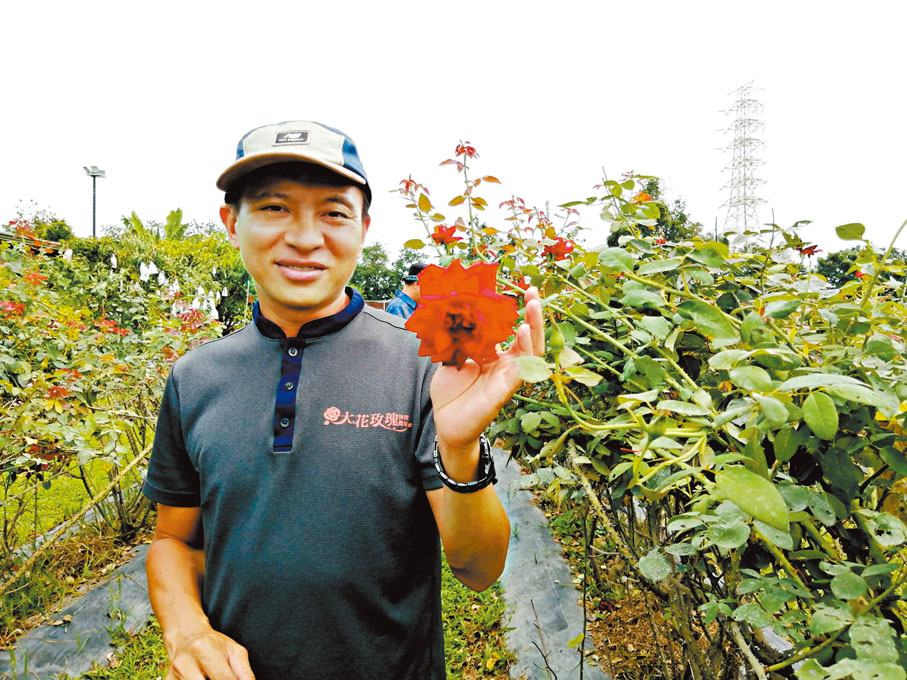 ◆大花玫瑰休閒農場負責人介紹玫瑰的品種。