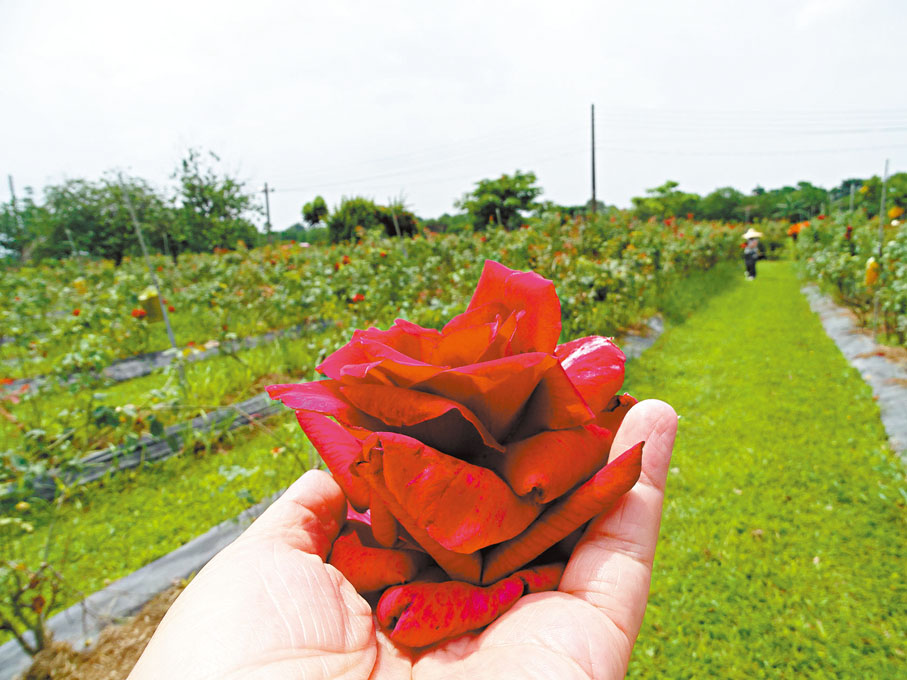 ◆可食用的玫瑰