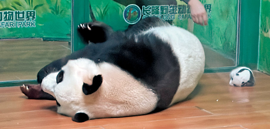 ◆「萌萌」和新生寶寶姿態「神同步」。 黃寶儀  攝