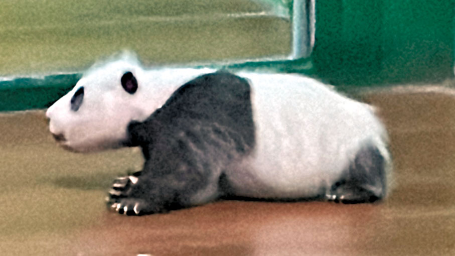 ◆被保育員暱稱為「妹豬」的「萌二代」大熊貓寶寶。黃寶儀  攝