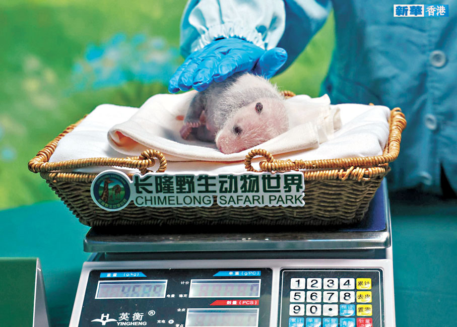 ◆7月2日，保育人員為萌萌的幼崽稱重。  圖源長隆野生動物世界