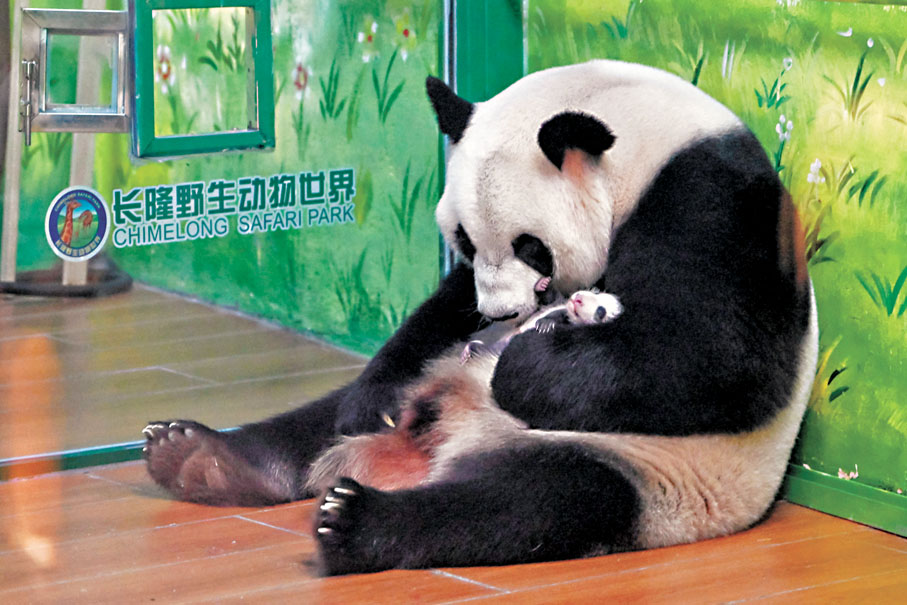 ◆萌萌抱着剛滿月的幼崽。   中新社