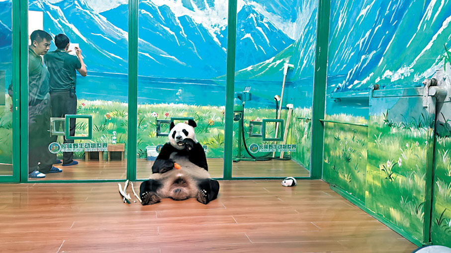 ◆保育員在記錄幼崽成長數據。 黃寶儀  攝