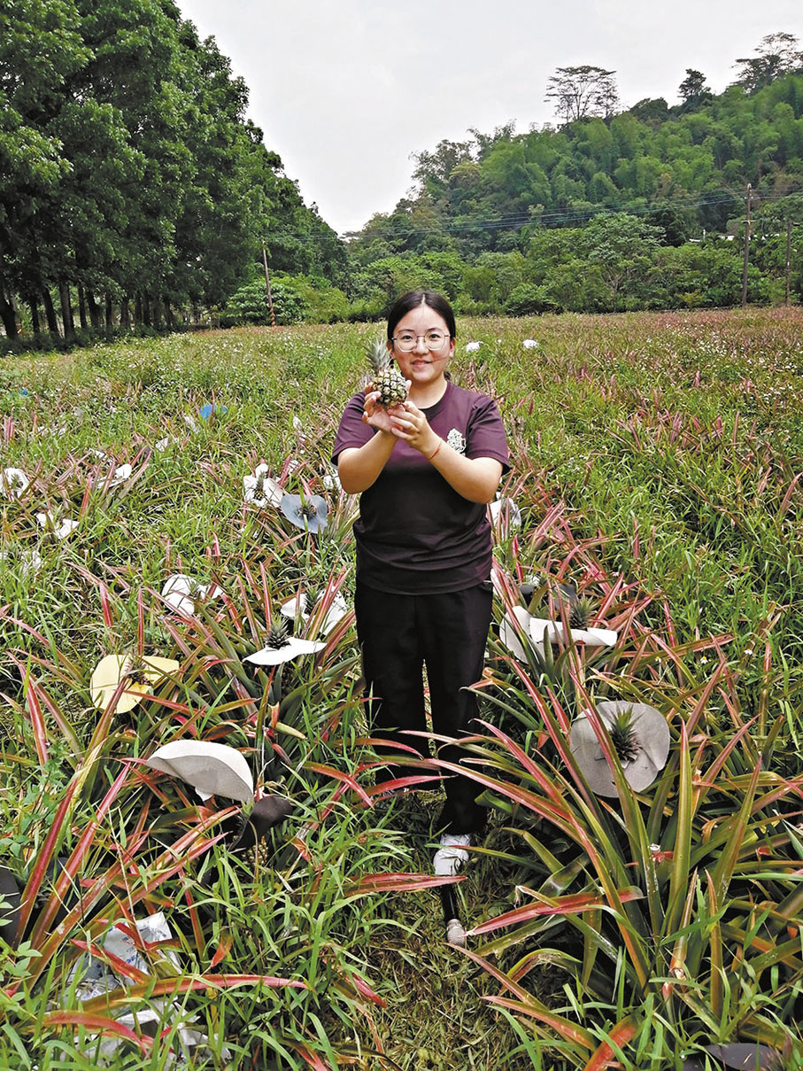 ◆銘泉生態休閒農場鳳梨園，設有採果園可採摘鳳梨。