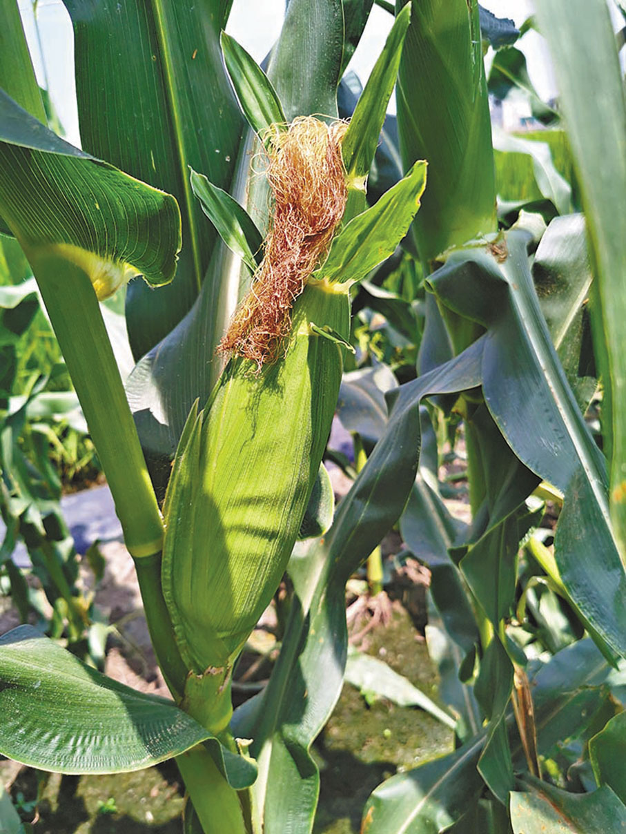 ◆嘉義縣水上鄉大崙村豐碩果園