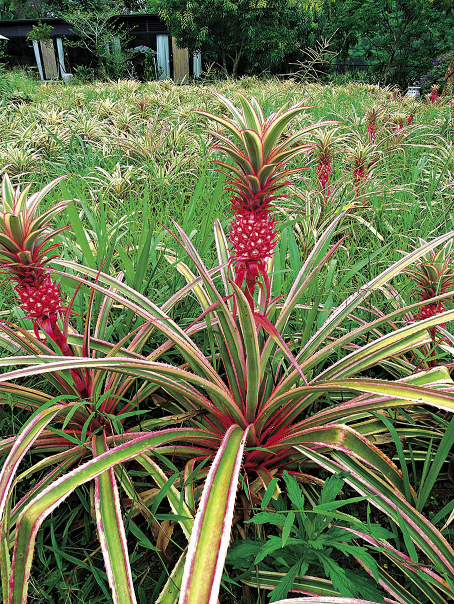 ◆各款品種鳳梨