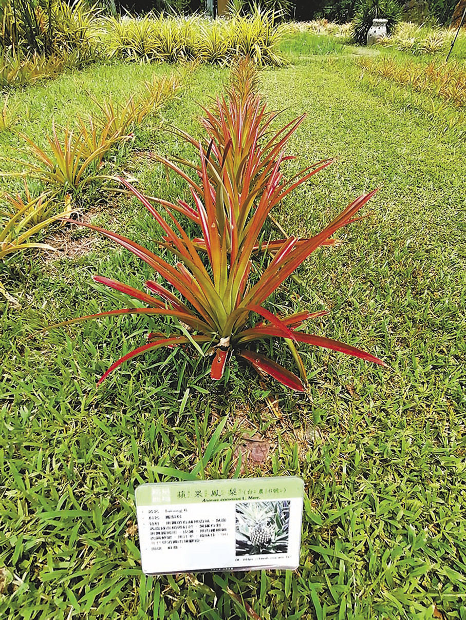 ◆在各款品種前，有名牌介紹。