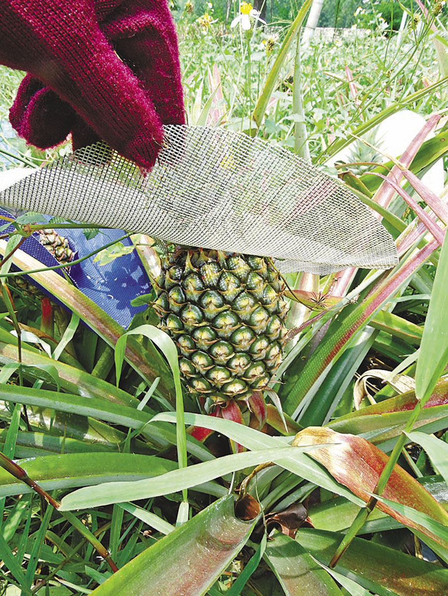 ◆種植鳳梨很講究，鳳梨即將成熟時不能暴曬太陽。