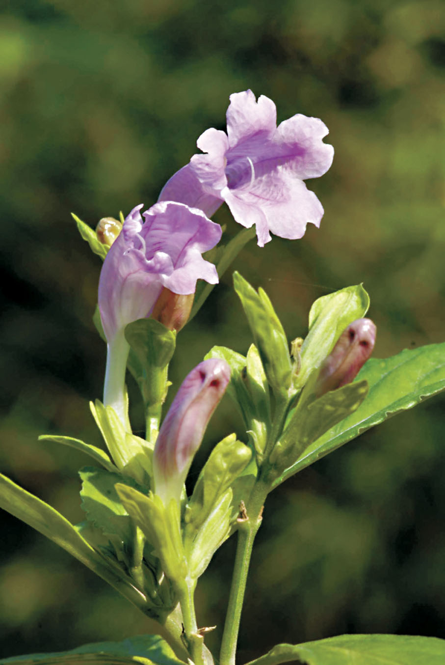 ◆馬藍是香港原生植物。