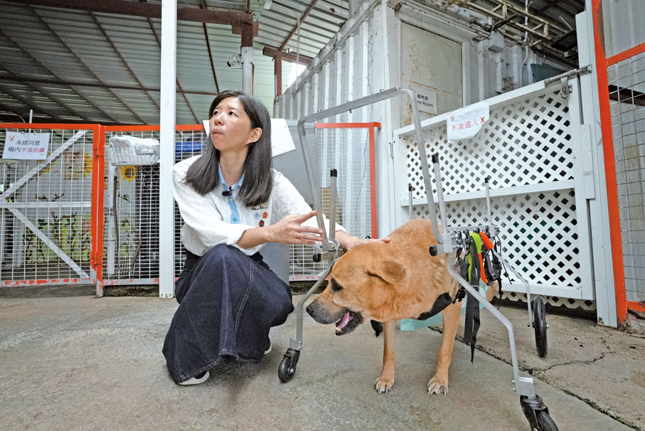 ◆謝婉儀與坐輪椅的狗隻。