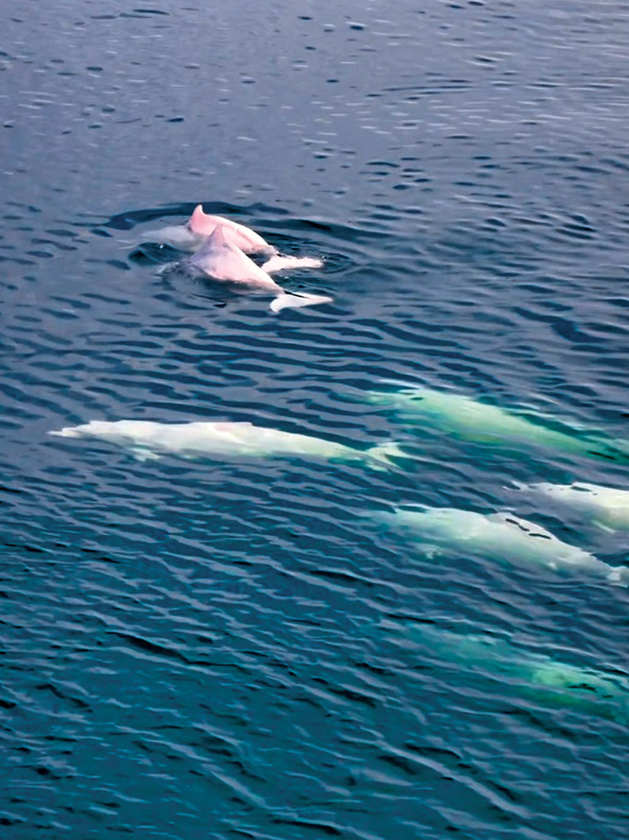 ◆中華白海豚常成群結隊地出現。香港文匯報湛江傳真