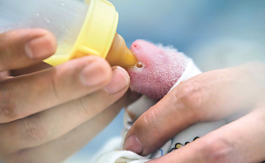 ◆海洋公園護理團隊悉心照顧新生熊貓寶寶。 海洋公園圖片