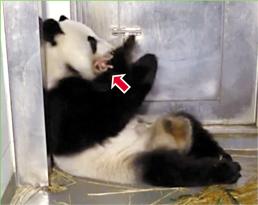 ◆盈盈將先出生的龍鳳胎姐姐(箭嘴示)銜在口中，再努力生弟弟。 視頻截圖