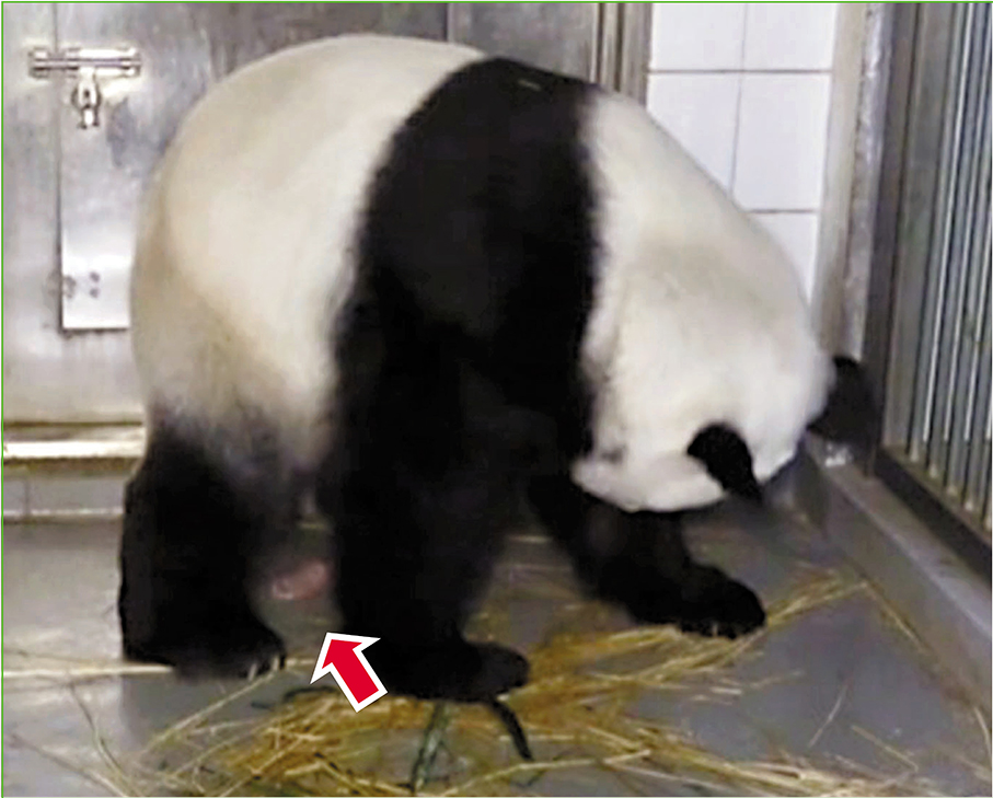 ◆盈盈幾經辛苦終於成功誕下龍鳳胎弟弟(箭嘴示)。 視頻截圖