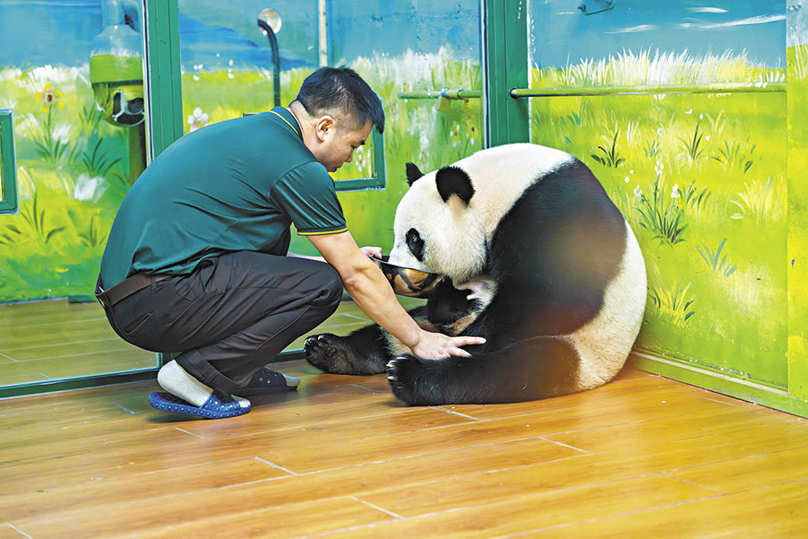 ◆陳良金用盆給熊貓媽媽餵水，潤滑腸道幫助排便。 受訪者供圖