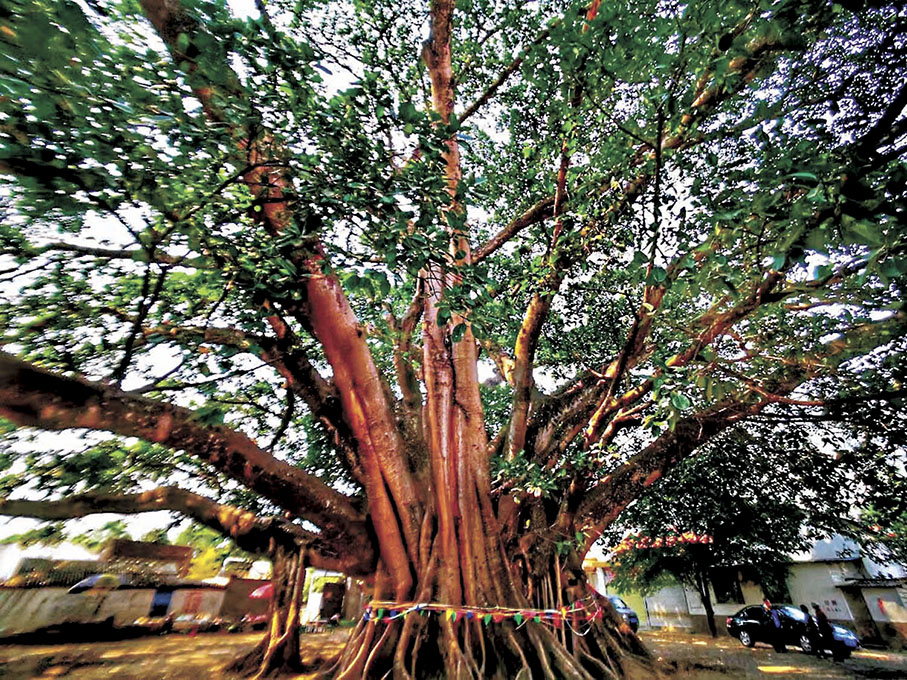 ◆潞江壩亞洲第一大榕樹。 作者供圖