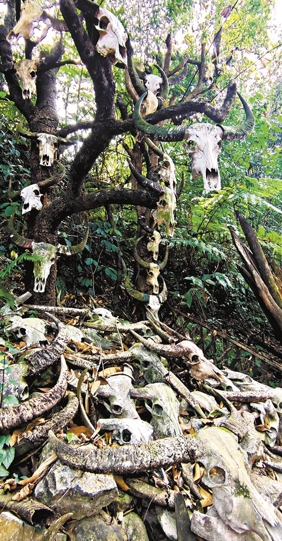 ◆牛頭樁是佤族村寨財富的象徵。