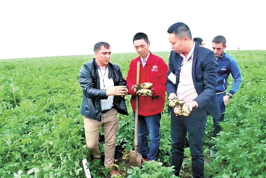 ◆馬鈴薯創新院的中方專家與哈薩克斯坦專家在哈薩克斯坦馬鈴薯示範田觀察種植情況。 香港文匯報重慶傳真
