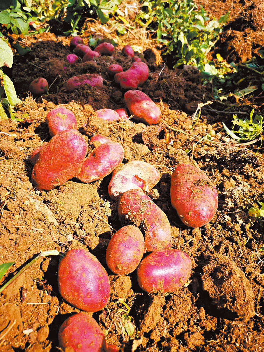 ◆因表皮為紅色而得名的「紅玫瑰」馬鈴薯，較哈薩克斯坦普通品種增產約30%。香港文匯報重慶傳真