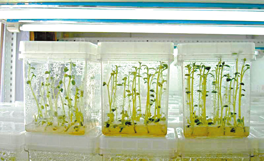 ◆馬鈴薯種薯繁育需要從脫毒核心苗開始。香港文匯報重慶傳真