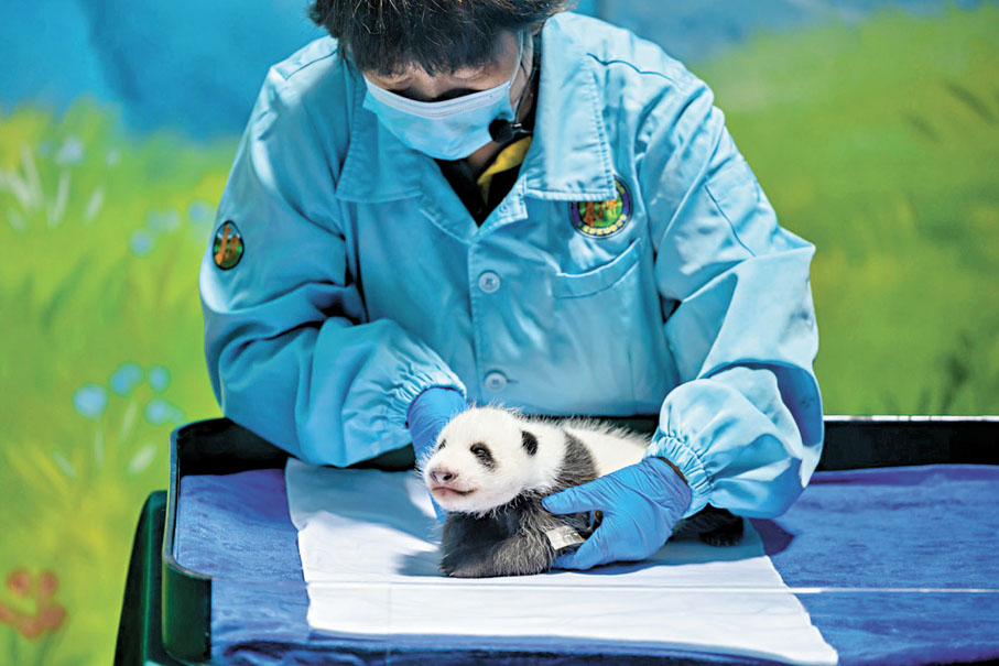 ◆「妹豬」在母乳的餵養下長勢喜人。 長隆動物園供圖