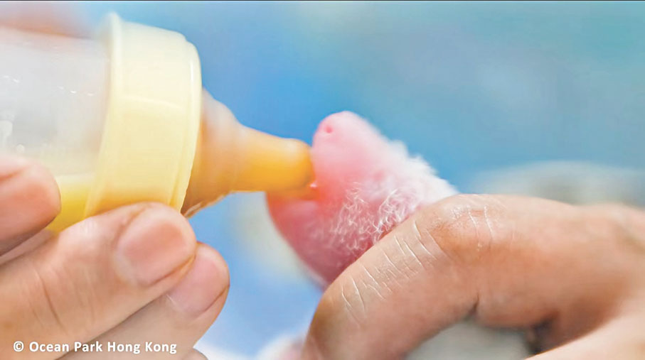 ◆海洋公園養育人員為熊貓寶寶餵奶。海洋公園小紅書圖片