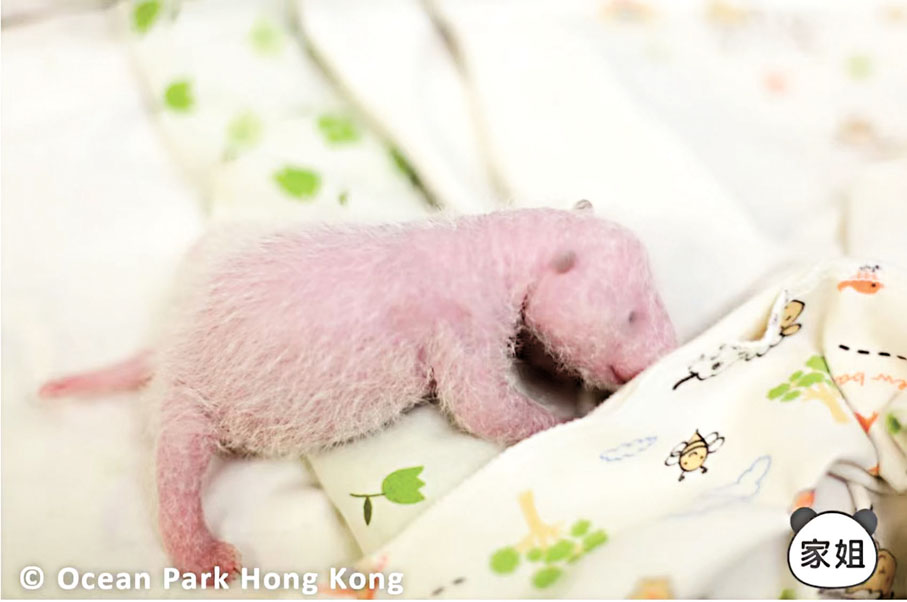 ◆龍鳳胎中的姐姐已有淡淡的黑色。 海洋公園小紅書圖片