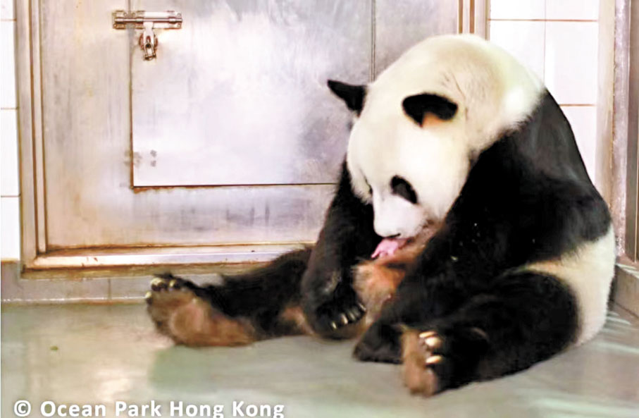 ◆「盈盈」誕下龍鳳胎，牽動700萬港人的心。海洋公園小紅書圖片