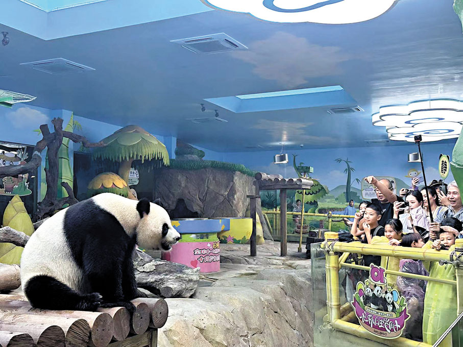 ◆長隆熊貓三胞胎非常有鏡頭感。