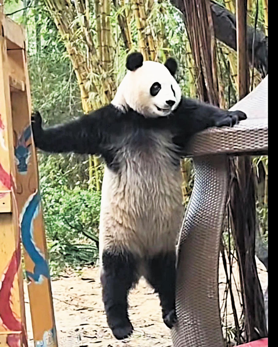 ◆「功夫熊貓」「國慶」喝奶到三歲半。