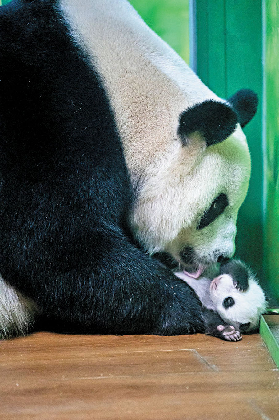 ◆「萌萌」正在舔「妹豬」。