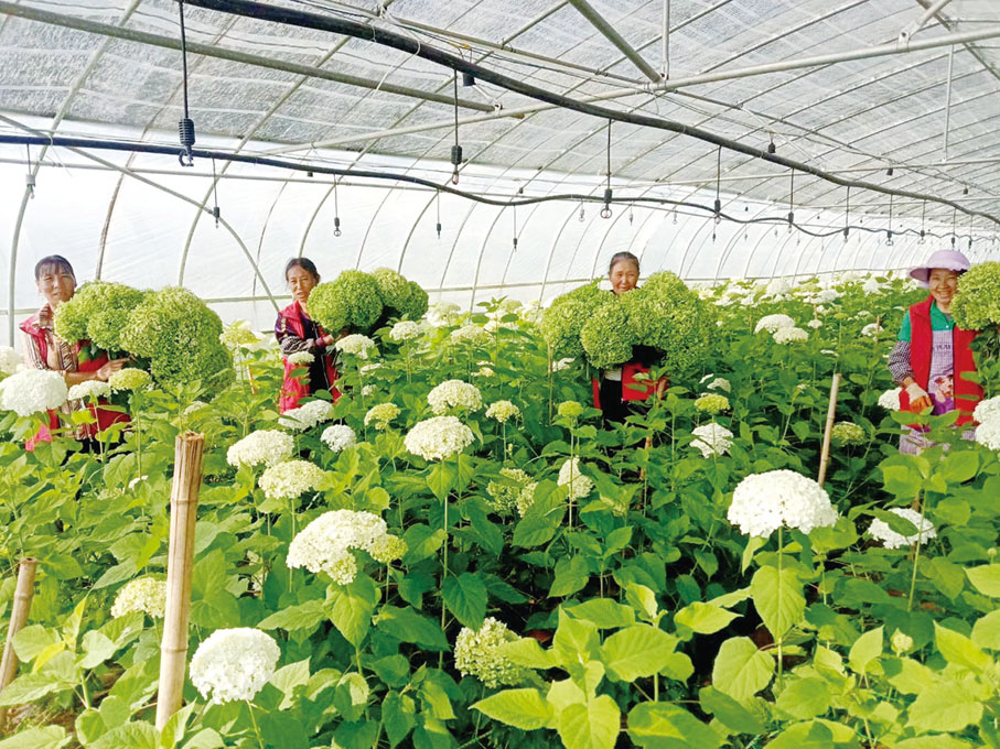 ◆ 2019年，為了發展高端花卉產業，梁安莉團隊引進了安娜貝拉繡球花。圖為鐵匠鄉花卉基地大棚里盛開的安娜貝拉繡球花。