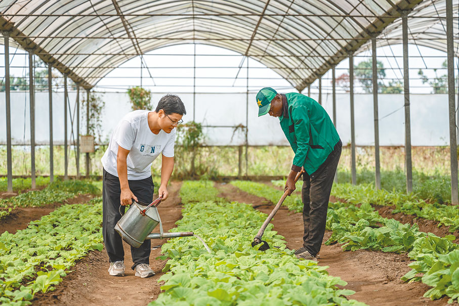 ◆在剛果（布）首都布拉柴維爾的中國援剛果（布）農業技術示範中心內，中方農業專家李科明（左）與當地員工在大棚內耕作。 新華社