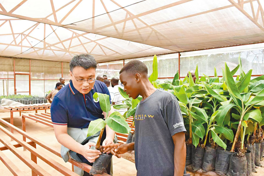 ◆早前，中國專家在盧旺達南方省胡耶區為非洲學員講解香蕉種苗標準化生產技術。新華社