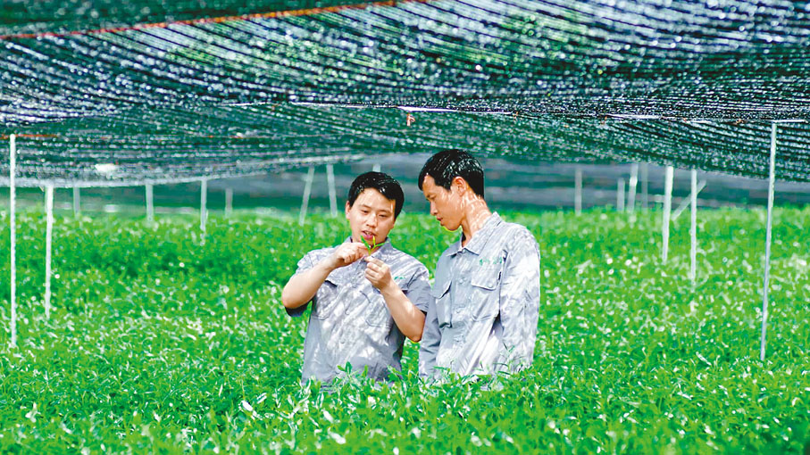 ◆貴州抹茶最大的優勢之一是種植過程中注重生態安全。 香港文匯報貴州傳真