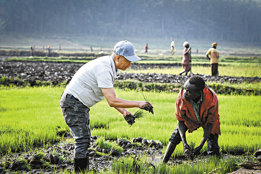 ◆2024年8月14日，在盧旺達，中國專家在稻田裏指導當地稻農秧苗移栽。  新華社