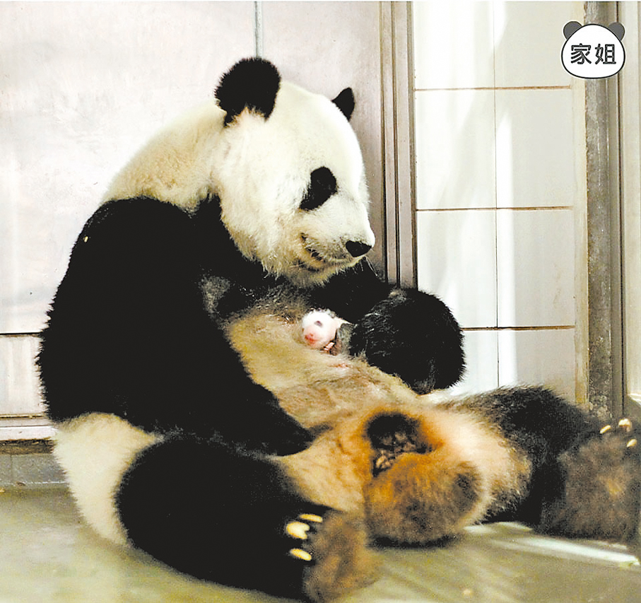 9月7日  抱住瞓  ●海洋公園發布照片，盈盈將「家姐」抱在懷裏熟睡。