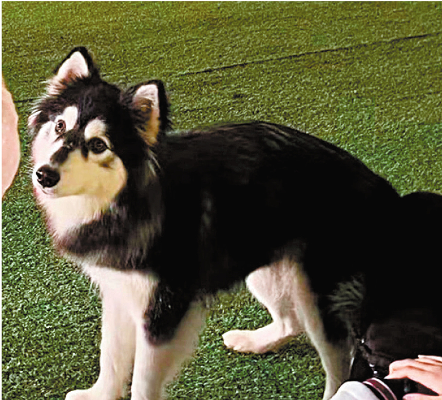 ● 遭虐打致死的阿拉斯加雪橇犬「胖虎」。網上圖片