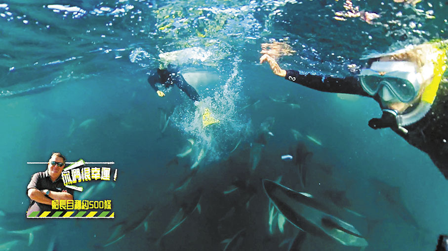 ●幾位前港姐潛水時被過百條海豚包圍。