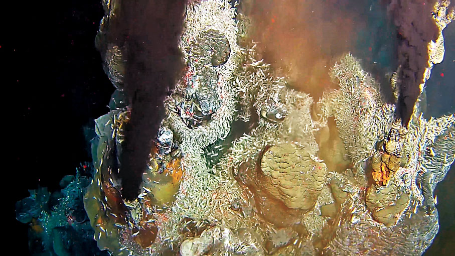 ●熱液噴口的盲蝦