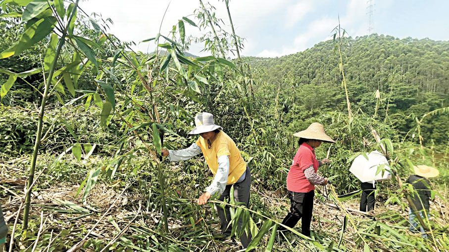【竹葉供港作業流程】1現場採摘：刀口距離竹葉頂端1.2米左右，保留最鮮嫩部分。