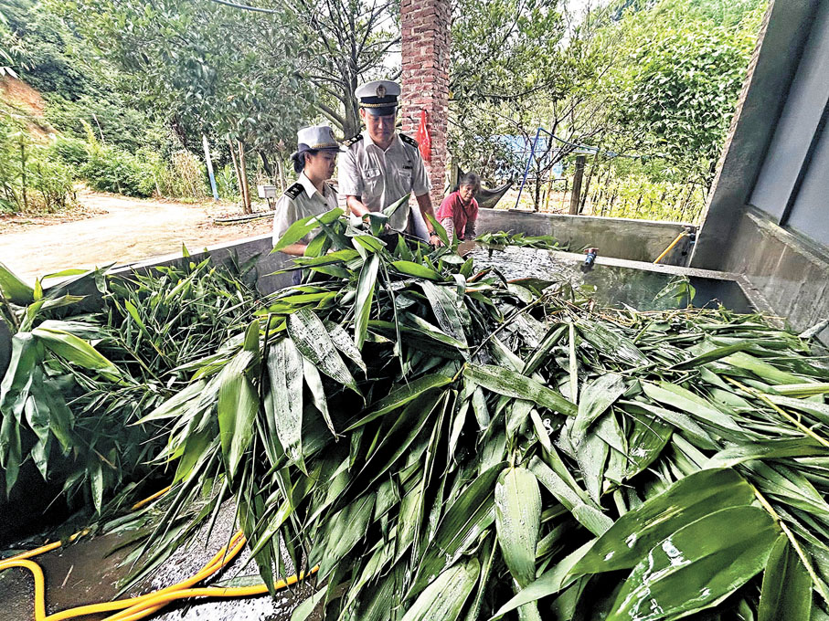 2沖水去雜質：去掉沙土等雜質，保證竹葉清潔乾淨。