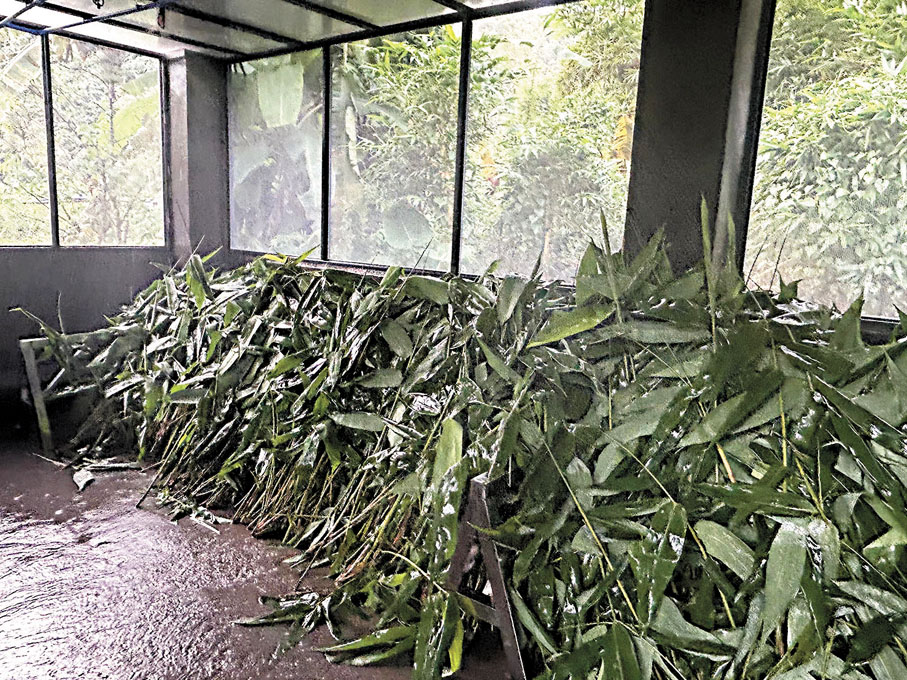 4防蟲屋淋浴存儲：兼具防蟲和冷鏈功能，其間不斷淋浴，保持竹葉新鮮度。