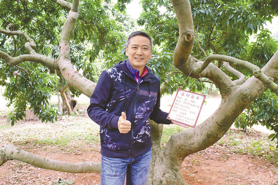 ●這棵古樹名木樹名是︰掛綠荔枝，樹齡超過四百多年。 作者供圖